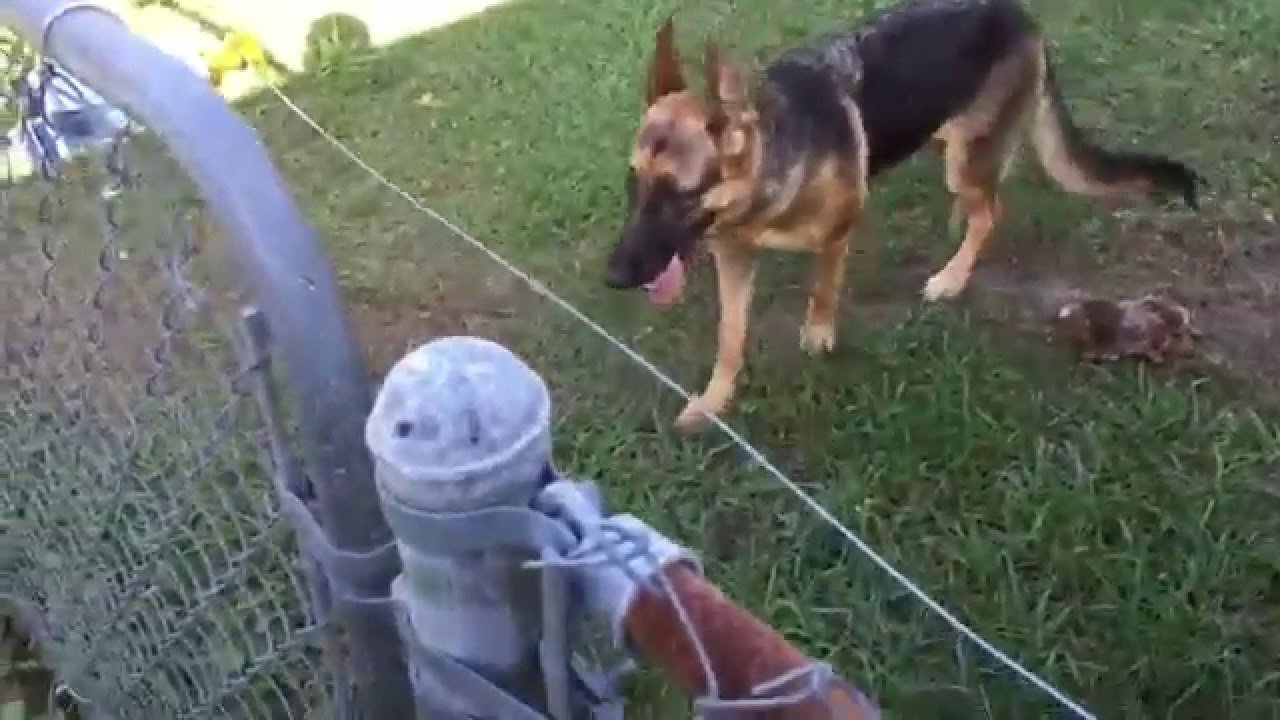 How to Install a Hot Wire Fence for Dogs