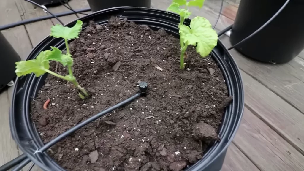 Maintenance Tips To Ensure A Successful Drip Irrigation System